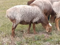 Oveja, Ovejas — foto 2