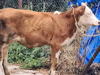 بقرة, Simmental cattle — الصورة 6