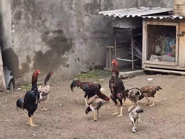 长门鸡