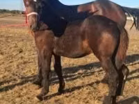 Hengst, Percheron — Foto 1