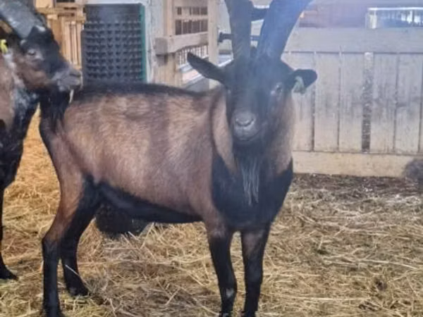 Taka, Alpine goat