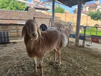 मेढ़ा, Arashan sheep — फ़ोटो 3