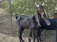 Ziege, Kamori goats — Foto 2