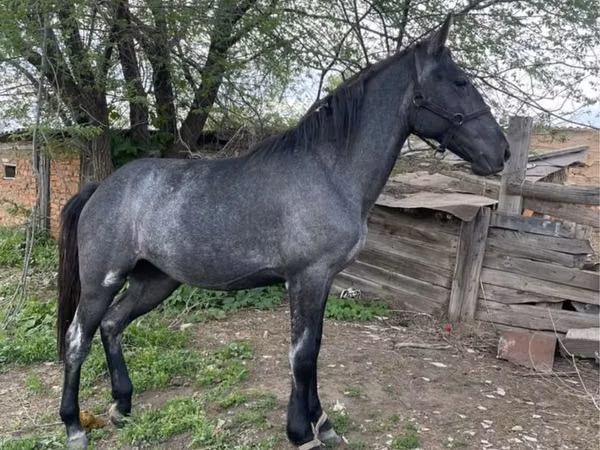 Stute, Pferde — Kasachstan