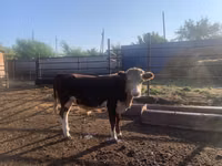 ثور, Simmental cattle — الصورة 2