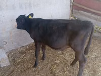 Kuh, Russian Black pied cattle — Foto 5