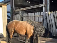 Hengst, Kazakh horse — Foto 5