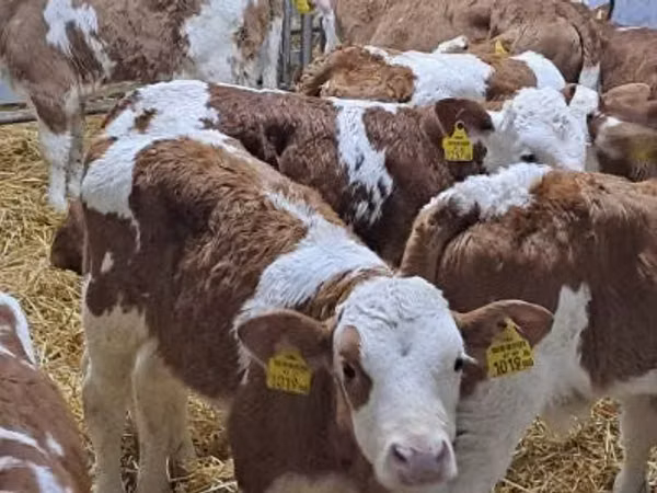 Rinder (Partie, Geschlecht nicht angegeben), Simmental cattle