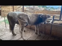 母牛, Swiss cattle — 照片 4