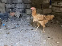 Brahma — foto 6