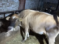 بقرة, Simmental cattle — الصورة 3