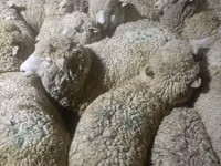 Ram, Sheep — photo 2