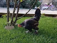 Chickens — الصورة 3