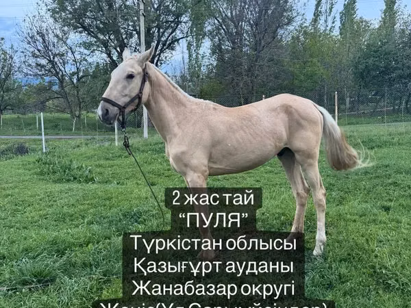 Ат, Аттар — Казакстан