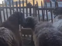 公羊, Sheep — 照片 4