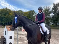 Hengst, Belgian warmblood horse — Foto 6
