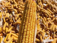 Кукуруза 🌽🌽🌽🌽 кукуруза 🌽🌽🌽🌽 кукуруза кукуруза жугору мака — Foto 1