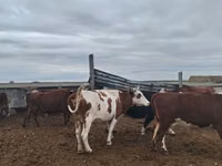 गाय, Simmental cattle — फ़ोटो 1