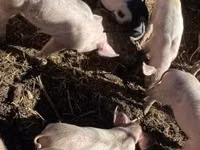 Eber, Schweine — Foto 3