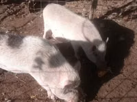 Schweine (Partie, Geschlecht nicht angegeben) — Foto 7
