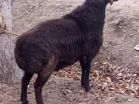 Ram, Sheep — photo 1