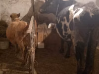 Kuh, Russian Black pied cattle — Foto 2