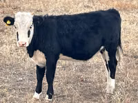 Сиыр, Simmental cattle — 5-сурет