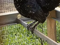 Chickens — Foto 2