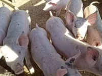 Schweine (Partie, Geschlecht nicht angegeben) — Foto 2