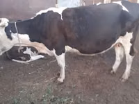 母牛, Cattle — 照片 2