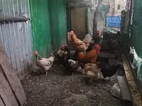 Chickens — Foto 2