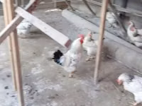 Chickens — Foto 3
