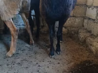 كبش, الأغنام — الصورة 2