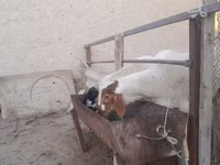 Ziegenbock, Ziegen — Foto 3