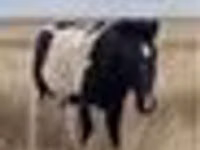 Caballo, Caballos — foto 6