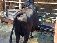 Vaca, Aberdeen-Angus — foto 8