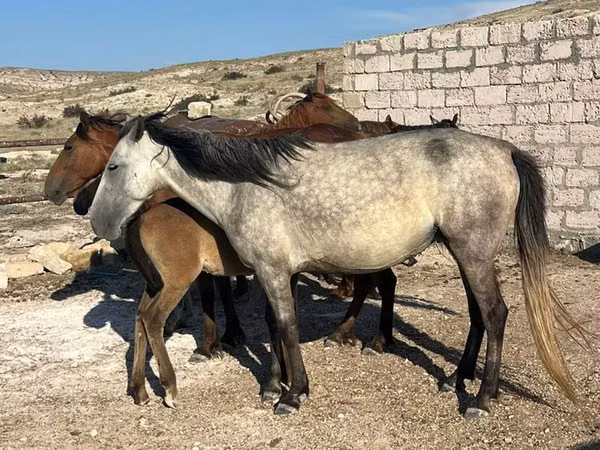 Hengst, Kazakh horse — Kasachstan