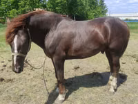 Horse (M), Horses — photo 3