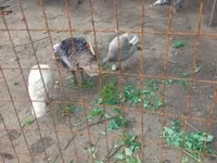 Geese — photo 3