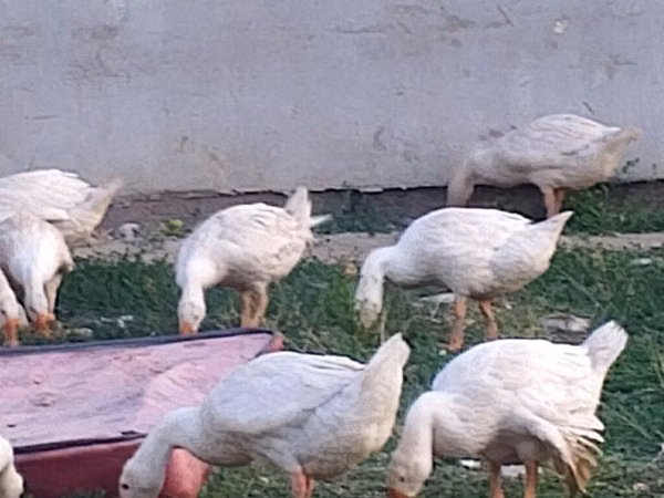 Geese — Kirgisistan