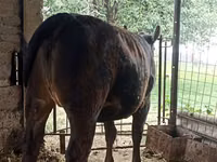 Cow, Swiss cattle — photo 2