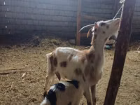 Ziegenbock, Nubian Goat — Foto 5