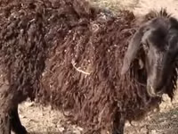 母羊, Sheep — 照片 1