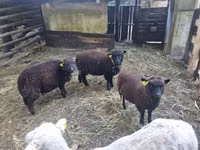 نعجة, Southdown sheep — الصورة 1