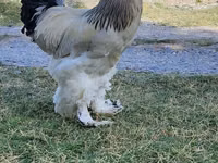 Brahma — Foto 1