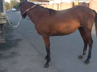 فرس, Anglo-Arabian — الصورة 3