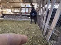 كبش, Rhon sheep — الصورة 3