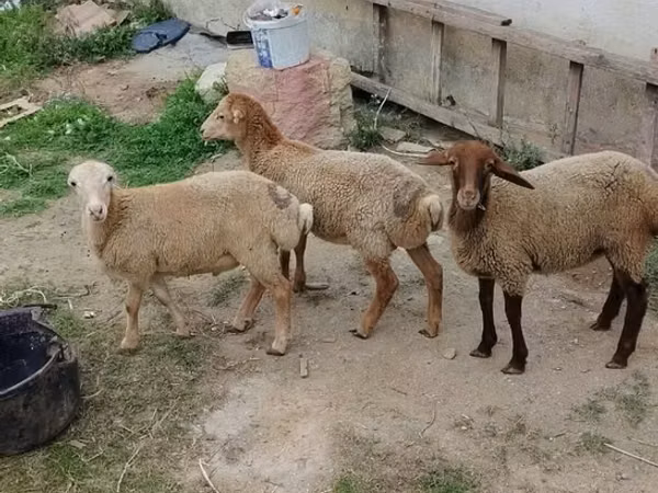 Кочкор, Койлор