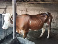 बकरी, बकरियाँ — फ़ोटो 6