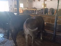 Vaca, Raza Alatau — foto 4